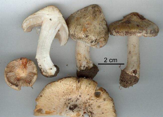 Inocybe patouillardii